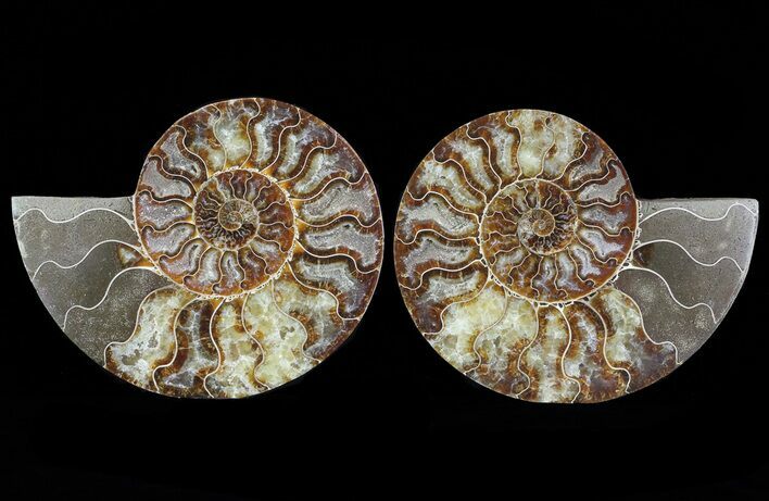 Cut & Polished Ammonite Fossil - Agatized #64936